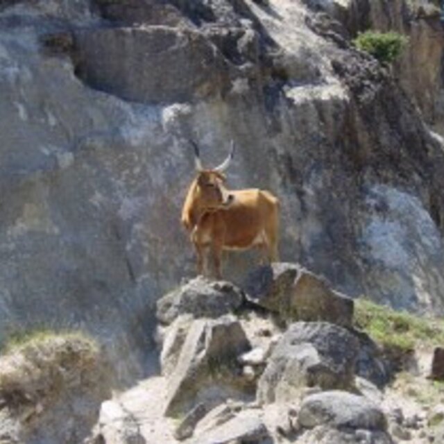 CARNE_DA_CACHENA_1_970_2500