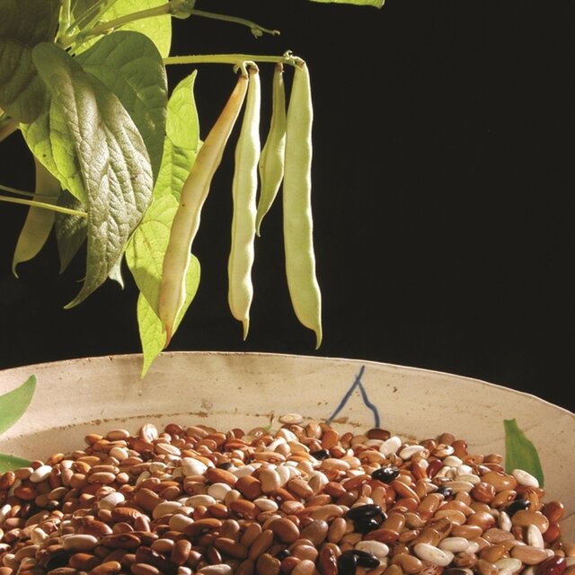 FEIJ_O_TARRESTRE_1_970_2500