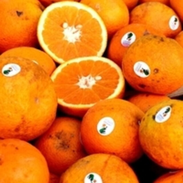 Laranja_de_Ermelo_1_970_2500_1_1024_300