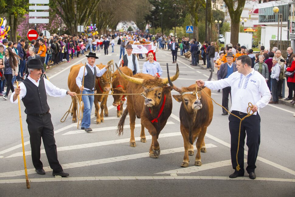 Desfile de bois da p scoa   arcos de valdevez 1 970 2500